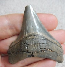 Petit Megalodon Postérieure