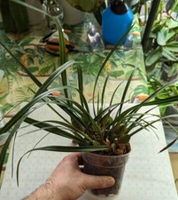 Maxillaria variabilis - ,