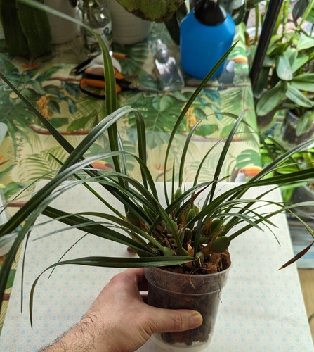 Maxillaria variabilis - ,