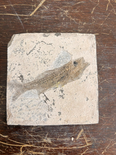 Poisson fossile dapalis - fossile,