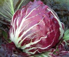 graines de CHICORÉE ROUGE DE