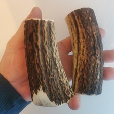 263..CORNE DE CERF ROUGE