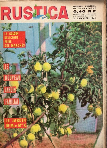 Rustica 1961 hibiscus - rustica,