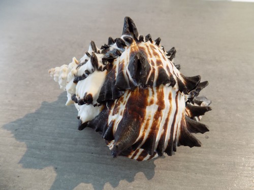 Coquillage new muricidae - :,