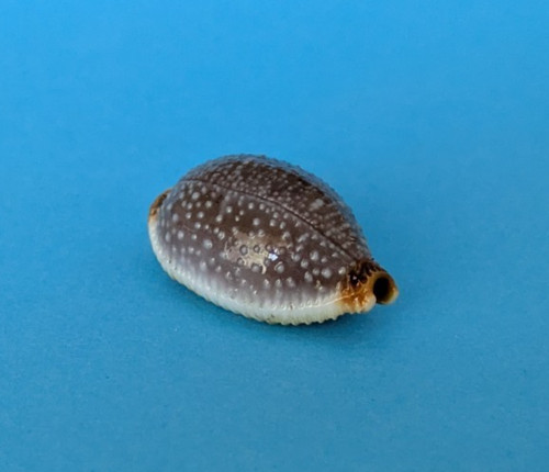 Cypraea staphylaea laevigata