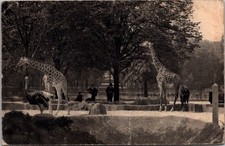 *77775 cpa Parc zoologique du