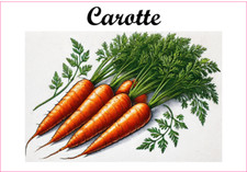 Carotte 12 Etiquettes vinyle