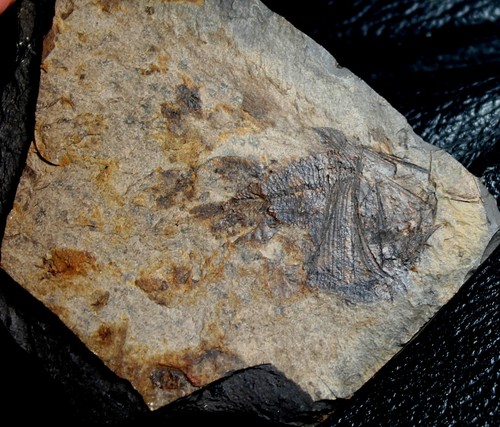 Argyropelecus cosmovicii - ,