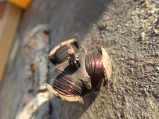 Gros Induit courant alternatif Hornby Meccano testé pour PO EI Etoile du Nord