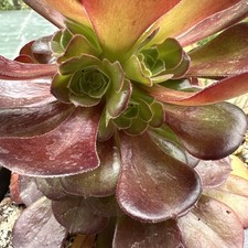 Une Plante  Aeonium Velour de 4 Tête. Hauteur 15 Cm