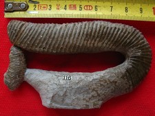 Ammonite du Barrémien 