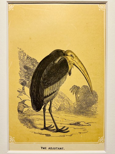 Adjudant oiseaux ornithologie - adjudant,