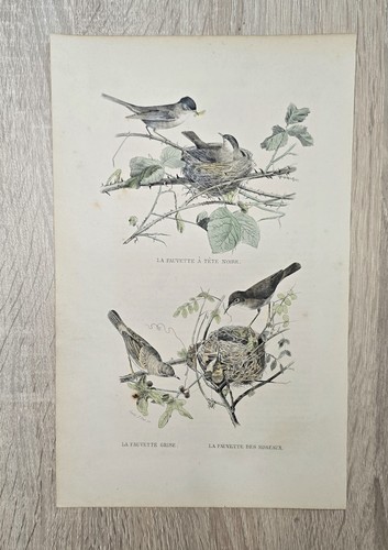 Lithographie ancienne buffon - lithographie,