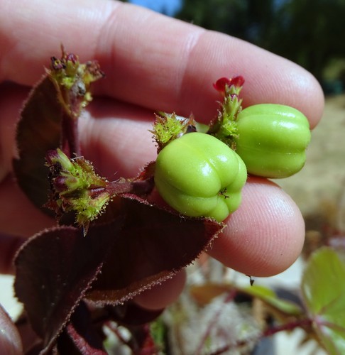 Jatropha gossypiifolia - jatropha, 10