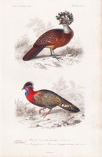 Crax Rubra Tragopan Poule