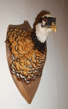 tete de  Faisan Vénéré