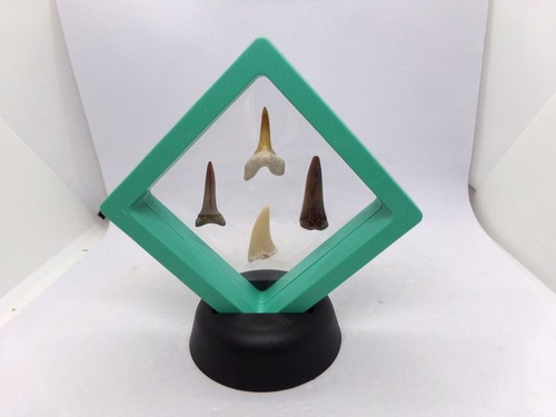 Dents requins fossiles - ,