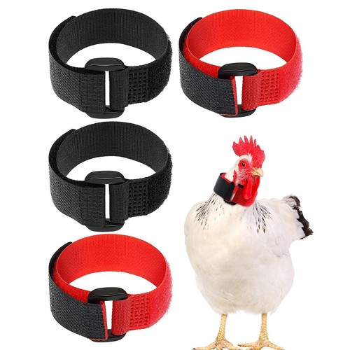 Pièces coq calme pas - coq,