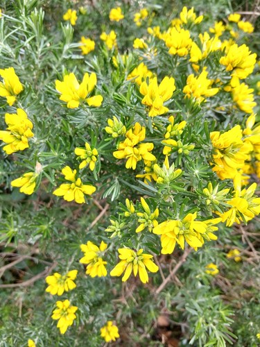 Genista linifolia 15 - linifolia, (15
