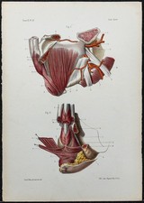 1866 - Muscles du Périnée