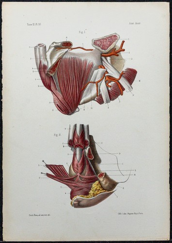 1866 muscles du - 1866,