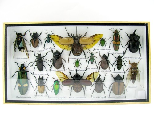 Insectes exotiques réel - insectes,