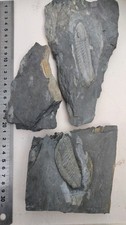 Lot Trilobite Ordovicien