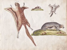 Écureuil Volant Original