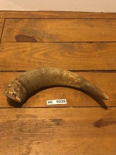 Hill Country Cow horn large