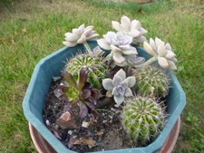 joli   lot=   potée de   3