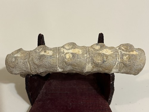 Fossil find kansas chalk - in,