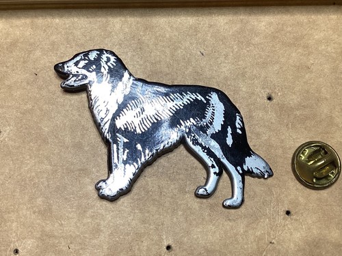 Pins border collie - collie, chien