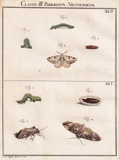 Tab V Moth Nuit Papillon Chenille Gravure Cuivre Rösel Rosenhof 1742