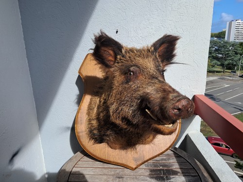 Taxidermie sanglier gueule