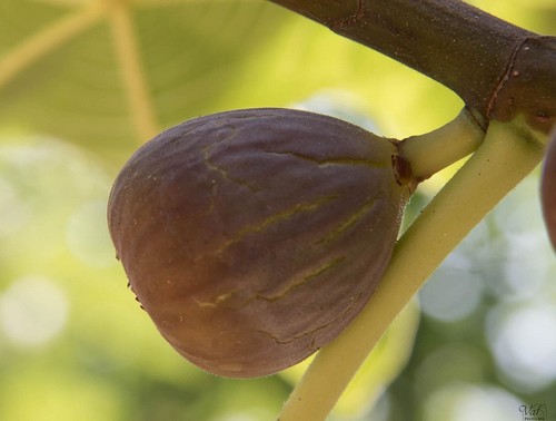 Ficus carica grise st - carica"grise, de