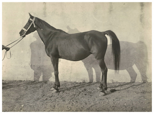 France pur sang - france,, cheval