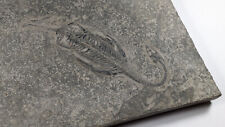 Real Reptile marin-Fossil Keichousaurus -  （Trias 251,9 - 201,3 ）26,5cm 19cm