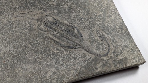 Real reptile marin fossil - reptile, marin-fossil