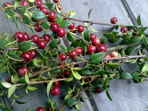 Goyave chilienne ugni - -,