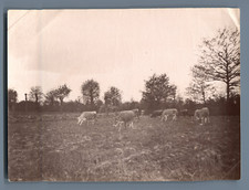 France, Vaches  Vintage albumen print.  Tirage albuminé  9x12  Circa 1880 