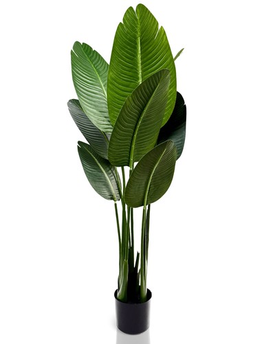 Ivoq strelitzia plante - ivoq,
