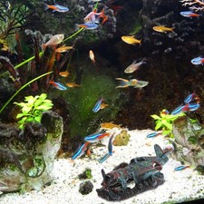  Aquarium Pour Poissons Déco