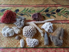 lot CORAIL divers + 1 dent de