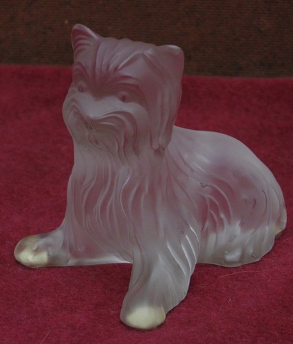 Rare magnifique chat chien - chat,