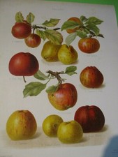 Gravure originale ancienne - Pomme - Fruit -HOGG-SEVEREYNS - 1876-1885