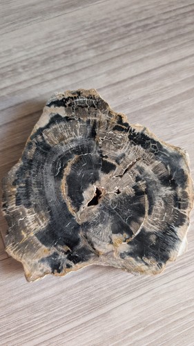Tranche bois fossile - tranche,