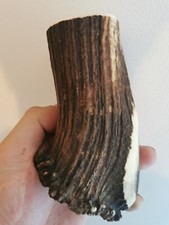 261..CORNE DE CERF ROUGE