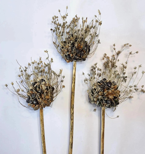 Perennial leek from île