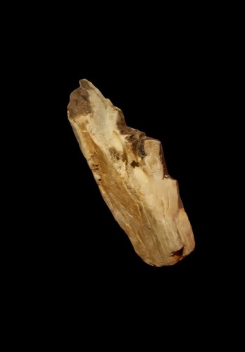 Fossile bois fossilisé - bois,