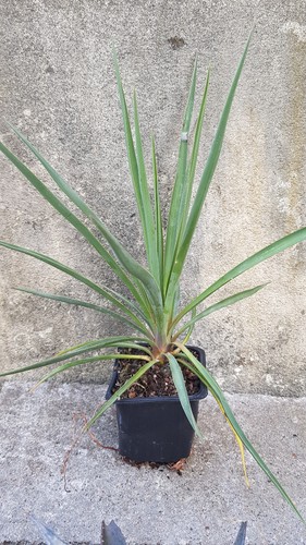 Yucca rigida blue sentry - 'blue, /